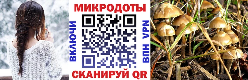 Купить где  Вихоревка  Псилоцибиновые грибы Cubensis 
